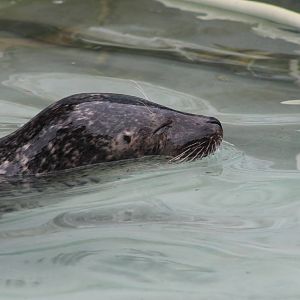 spotted seal (Phoca largha)
