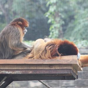 golden snub-nosed monkeys (Rhinopithecus roxellana)