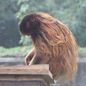 golden snub-nosed monkey (Rhinopithecus roxellana)