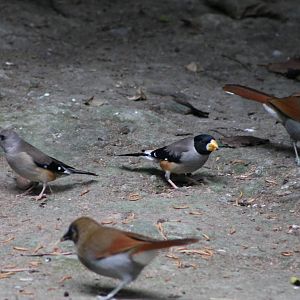 birds in the walk-through aviary