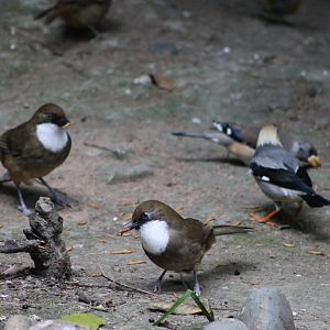 birds in the walk-through aviary