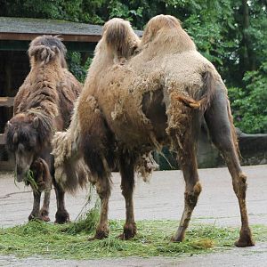 Camels