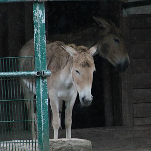 Onagers