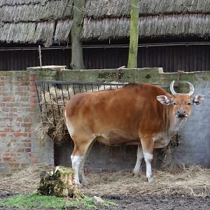 Bos javanicus javanicus