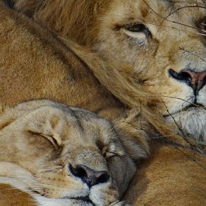 Panthera leo bleyenberghi