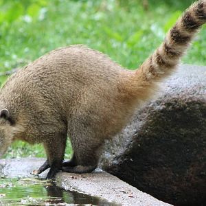 Coati