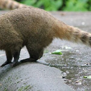 Coati