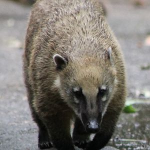 Coati