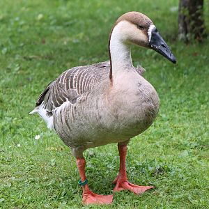 Swan goose