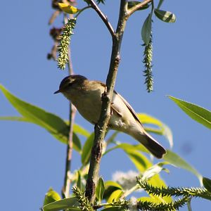 Some species of Warbler