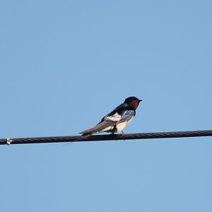 Barn swallow