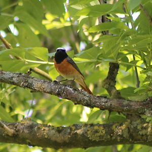Common redstart