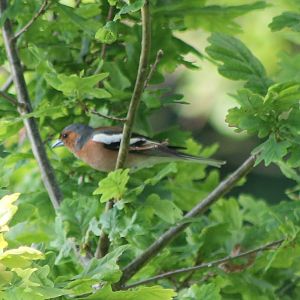 Chaffinch