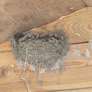 Nest of Barn swallow