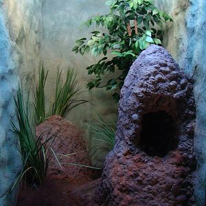 Terrarium Python regius