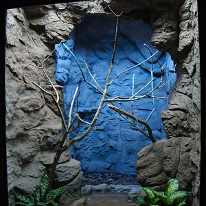 Terrarium Corallus hortulanus