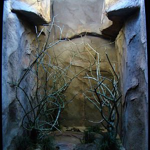 Terrarium Oxyrhopus guibei