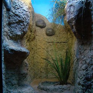 Terrarium Bothrops moojeni