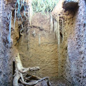 Terrarium Epicrates crassus