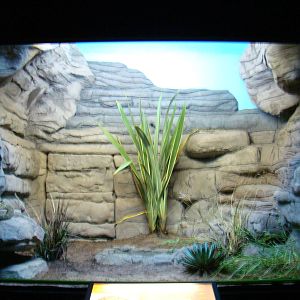 Terrarium Crotalus durissus