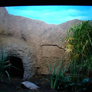 Terrarium Bothrops jararacussu