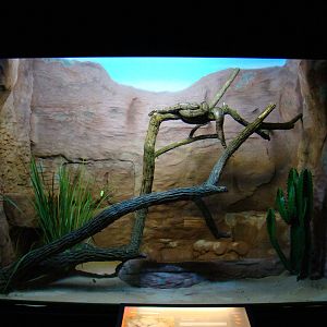 Terrarium Boa constrictor amaral