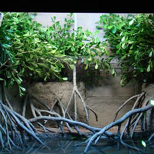 Terrarium Eunectes murinus