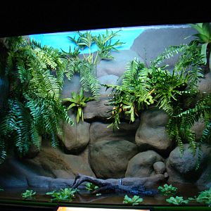 Terrarium Hydrodynastes gigas