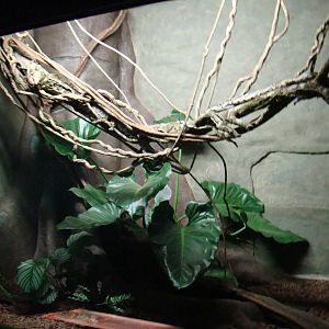 Terrarium Spilotes pullatus