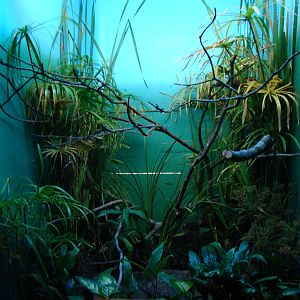 Terrarium Tropidodryas striaticeps