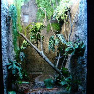 Terrarium Epicrates cenchria