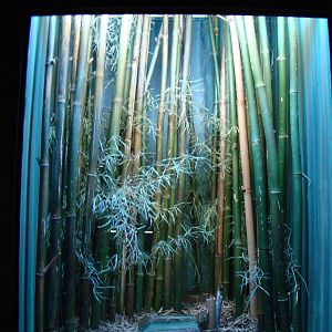 Terrarium Bothrops alternatus