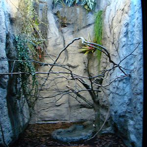 Terrarium Philodryas olfersii