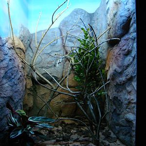 Terrarium Drymarchon corais