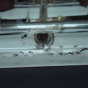 Terrarium: Atta sexdens rubropilosa