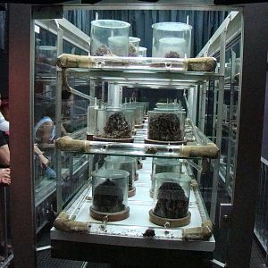 Terrarium: Atta sexdens rubropilosa