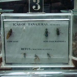 Terrarium: Atta sexdens rubropilosa