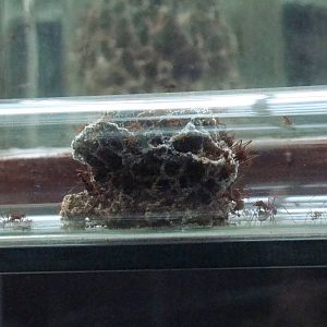 Terrarium: Atta sexdens rubropilosa