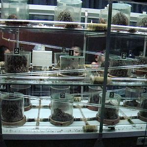 Terrarium: Atta sexdens rubropilosa