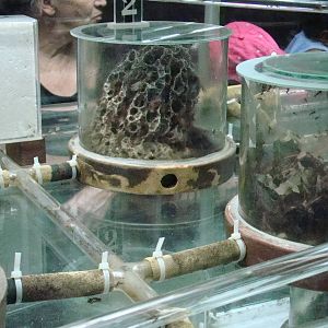 Terrarium: Atta sexdens rubropilosa