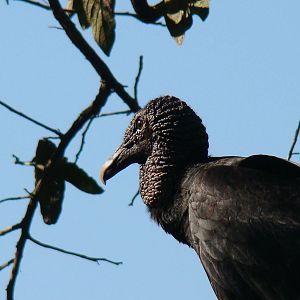 Coragyps atratus