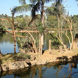 Island: Ateles chamek