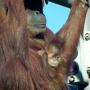 Baby orangutan Aisha