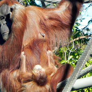Baby orangutan