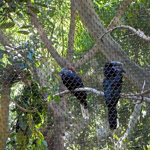 Black-casqued Hornbill