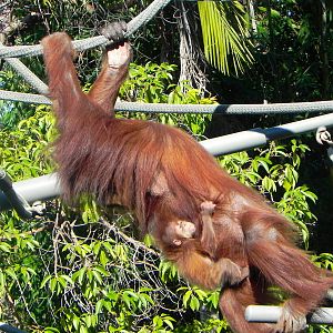 Baby orangutan