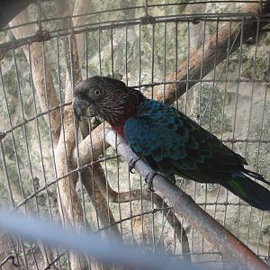 Blue winged hawk headed parrot help