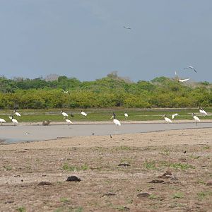 flock of jabiru
