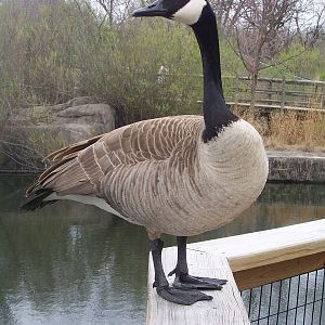 Canada Goose (Branta canadensis)