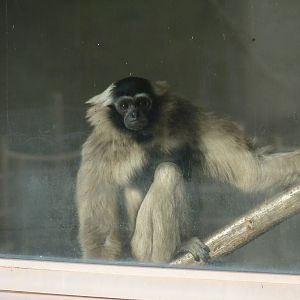 Female Pileated Gibbon, 11 December 2013